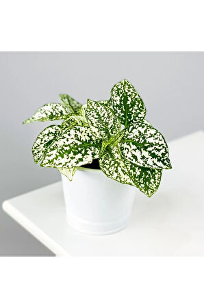 Hypoestes Phyllostachya - Hostes Çiçeği Beyaz