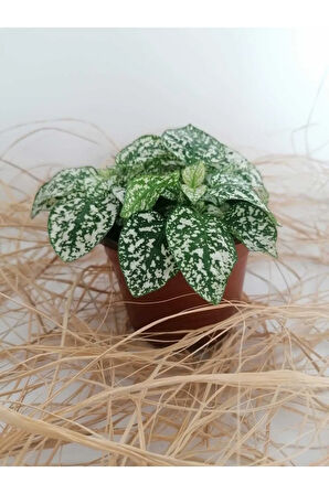 Hypoestes Phyllostachya - Hostes Çiçeği Beyaz