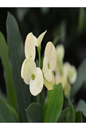 Euphorbia Milii White Dikenler Tacı Beyaz Ev Ofis Salon Iç Mekan Bitkisi - 25 Cm