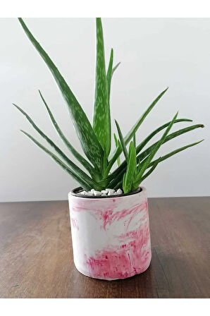 Aloe Vera Bitkisi 40-60 Cm