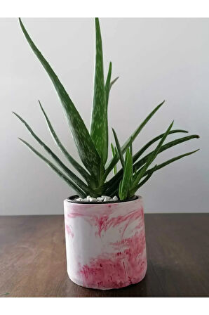 Aloe Vera Bitkisi 40-60 Cm