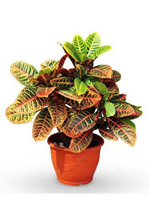 Kraton Bitkisi 30 40 Cm Boy Croton Ev Bitkisi Ofis Bitkisi Salon Bitkisi