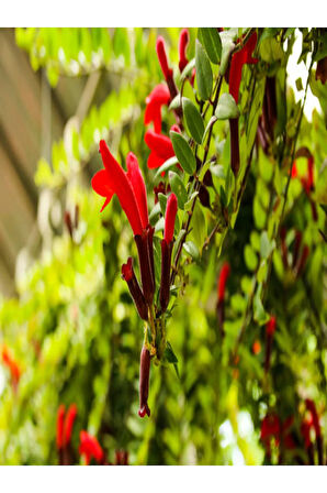 Ruj Çiçeği Aeschynanthus Sarmaşığı Ev Bitkisi Balkon Sarmaşığı Iç Mekan Bitkisi