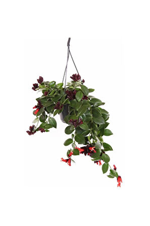 Ruj Çiçeği Aeschynanthus Sarmaşığı Ev Bitkisi Balkon Sarmaşığı Iç Mekan Bitkisi