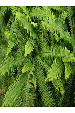 Aşk Merdiveni Fujer Dolgun Formlu 14.5 Saksıda Iç Mekan Bitkisi Salon Bitkisi