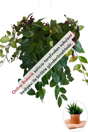 Ruj Çiçeği (20~40 Cm)