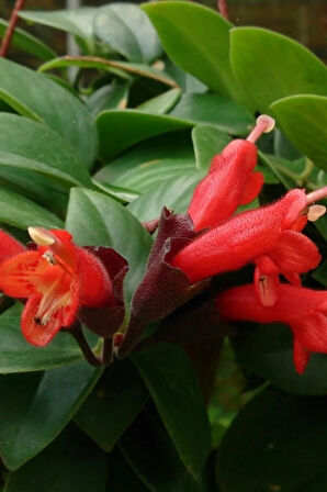 Ruj Çiçeği (20~40 Cm)