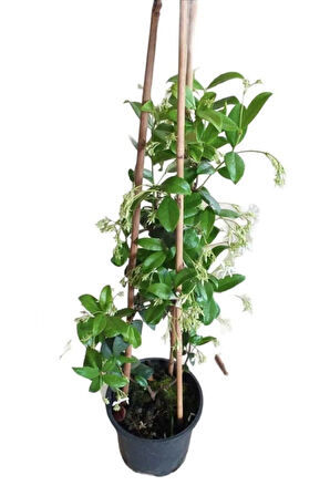 Arap Yasemini, Ful Yasemin , Kokulu Sarmaşık Yasemin Üretim Saksısında