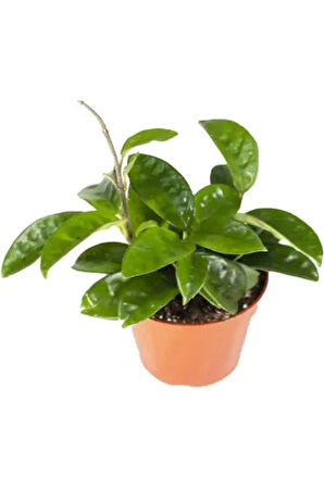 Mum Çiçeği Kırmızı 20-25 Cm Ev Salon Bitkisi Hoya Carnosa Iç Mekan Bitkisi