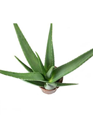 Aloe Vera Bitkisi Tıbbi Sarısabır Cilt Için Uygun Jel Aleovera 30 - 40 Cm
