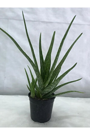 Aloe Vera Bitkisi Tıbbi Sarısabır Cilt Için Uygun Jel Aleovera 30 - 40 Cm
