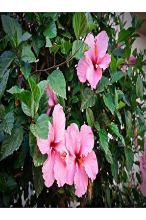 Japon Gülü Hibiscus Pembe Renk Çiçekli Kalın Yapraklı Ithal Iç Mekan Bitkisi