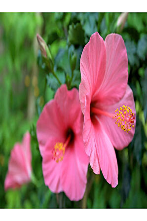 Japon Gülü Hibiscus Pembe Renk Çiçekli Kalın Yapraklı Ithal Iç Mekan Bitkisi