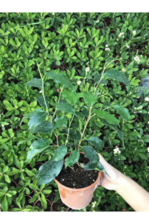 Ficus Benjamina Danielle-benjamin Bitkisi 70cm