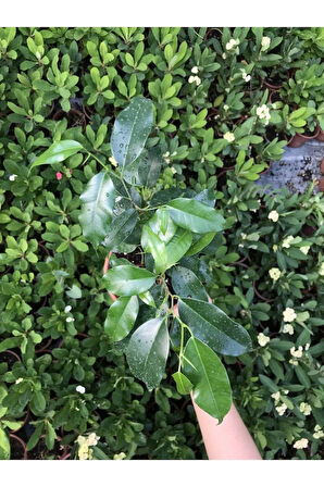 Ficus Benjamina Danielle-benjamin Bitkisi 70cm