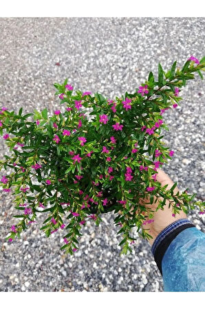 Kufeya Cennet Çiçeği Beyaz - Mor Set Cuphea Hyssopifolia 20-30cm Mix Ürün
