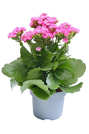 Videolu Kalanchoe Çiçeği Emel Hanım Karışık Renkli 3 Adet Saksılı Sarı Pembe Turuncu (KALANCHOE)