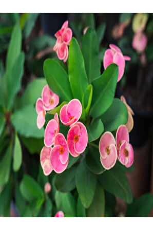 Euphorbia Dikenler Tacı Pembe Renk Ithal Kaktüs Ev Ofis Iç Mekan Bitkisi 12 Cm