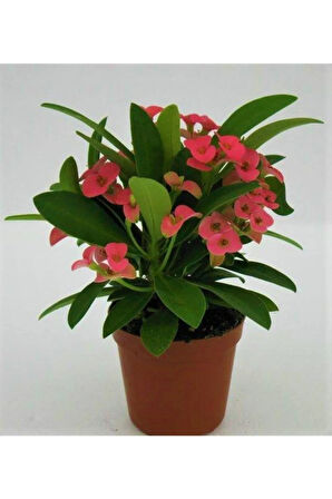 Euphorbia Dikenler Tacı Pembe Renk Ithal Kaktüs Ev Ofis Iç Mekan Bitkisi 12 Cm