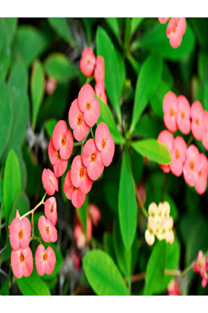 Euphorbia Dikenler Tacı Pembe Renk Ithal Kaktüs Ev Ofis Iç Mekan Bitkisi 12 Cm