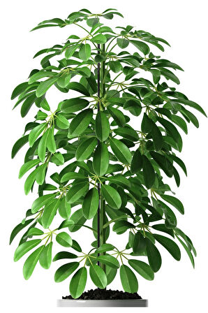 Şeflera (SHEFLERA) Bitkisi Tek Dikim 90 - 110 Cm