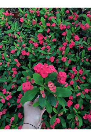 Videolu Ithal Milli Dikenler Tacı Kırmızı Çiçekli 1 Adet Saksılı 20-30cm Salon Bitkisi ( Euphorbia)
