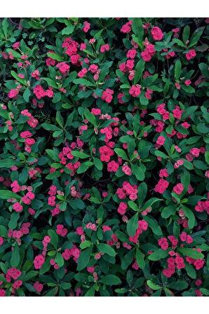 Videolu Ithal Milli Dikenler Tacı Kırmızı Çiçekli 1 Adet Saksılı 20-30cm Salon Bitkisi ( Euphorbia)