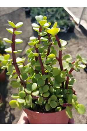 Yeşim (PARA) Çiçeği (10-20CM) 5.5 Saksıda Iç Mekan Bitkisi Balkon Bitkisi