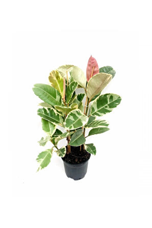 Pembe Alacalı Kauçuk Çiçeği 2li 95-100cm Iç Mekan Bitkisi Hediyelik Salon Bitkisi