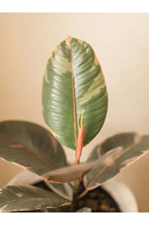 Pembe Alacalı Kauçuk Çiçeği 2li 95-100cm Iç Mekan Bitkisi Hediyelik Salon Bitkisi