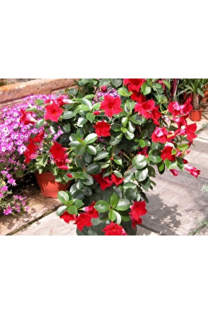 Videolu 1 Adet Kırmızı Mandavilla Sarmaşığı Çiçeği 40-60 Cm Tüplü Iç Mekan Bitkileri