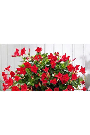 Videolu 1 Adet Kırmızı Mandavilla Sarmaşığı Çiçeği 40-60 Cm Tüplü Iç Mekan Bitkileri