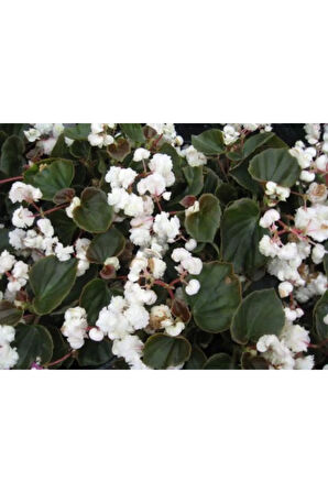 Beyaz Katlı Begonya Çiçeği Fidanı 30 cm Saksılı