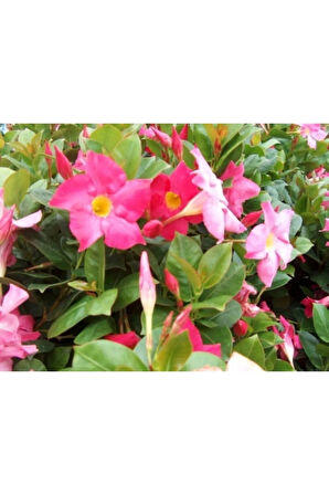 Videolu 1 Adet Pembe Mandavilla Sarmaşığı Çiçeği 40-60 Cm Tüplü Iç Mekan Bitkileri