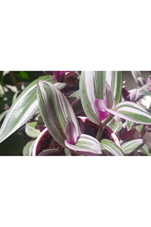 Tradescantia Nanouk Pembe Telgraf Çiçeği Ithal 12.cm.büyük Boy Saksıda