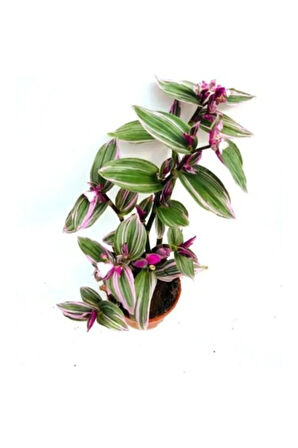 Tradescantia Nanouk Pembe Telgraf Çiçeği Ithal 12.cm.büyük Boy Saksıda