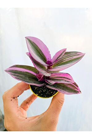 Tradescantia Nanouk Pembe Telgraf Çiçeği Ithal 12.cm.büyük Boy Saksıda