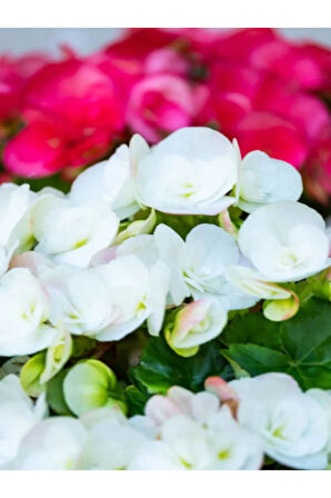 Videolu 1 Adet Kırmızı Begonya Çiçeği 25-35 Cm Saksılı Iç Mekan Bitkileri Begonia