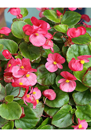 Videolu 1 Adet Kırmızı Begonya Çiçeği 25-35 Cm Saksılı Iç Mekan Bitkileri Begonia