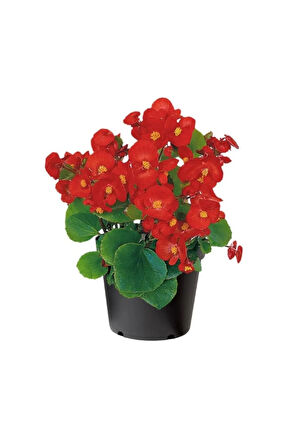Videolu 1 Adet Kırmızı Begonya Çiçeği 25-35 Cm Saksılı Iç Mekan Bitkileri Begonia