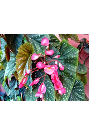 Saksılı Çilli Begonya Çiçeği Fıdanı 40 Cm Saksılı