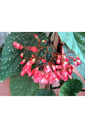 Saksılı Çilli Begonya Çiçeği Fıdanı 40 Cm Saksılı