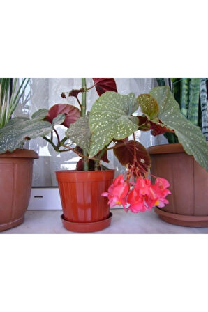 Saksılı Çilli Begonya Çiçeği Fıdanı 40 Cm Saksılı