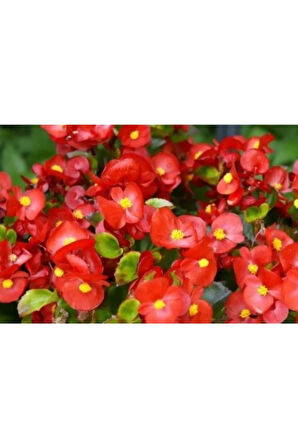 Kırmızı Begonya Çiçeği 30 Cm Saksılı