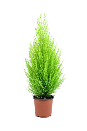 Limon Kokulu Limoni Servi Cupressus Ev Ofis Salon Çamı 30-45 Cm
