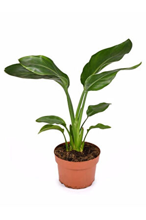 Starliçe Beyaz Cennet Kuşu Çiçeği - Turna Gagası - Mini Boy Iç Mekan Ofis Salon