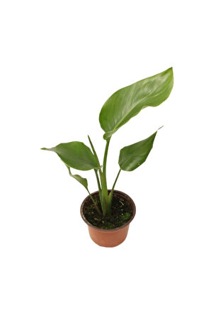 Starliçe Beyaz Cennet Kuşu Çiçeği - Turna Gagası - Mini Boy Iç Mekan Ofis Salon