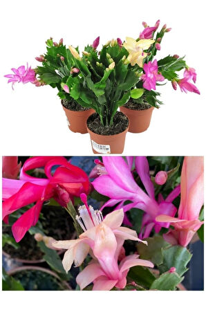 Schlumbergera Çiçeği - Yılbaşı Çiçeği 3 Adet Farklı Renk