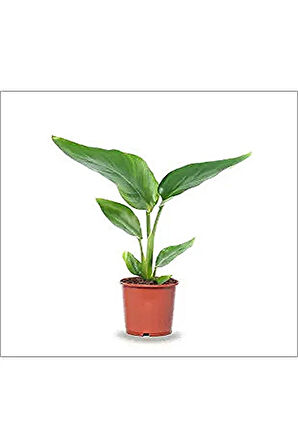 Mini Saksıda Starliçe Cennet Kuşu Çiçeği 15-25 Cm