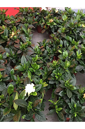 Gardenya Yoğun Kokulu Gardenia Jasmionides Ev Ofis Salon Bitkisi Büyük Saksılı